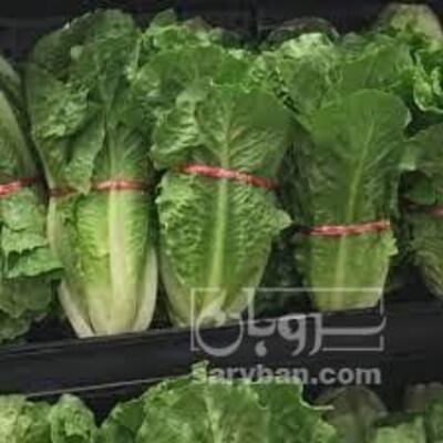 فروش کاهو ایرانی - رومانو