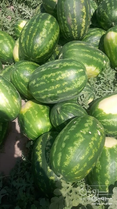 فروش هندوانه