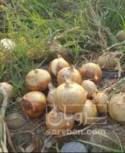 فروش پیاز زرد