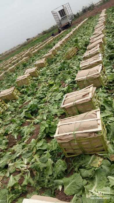 فروش گل کلم برگی