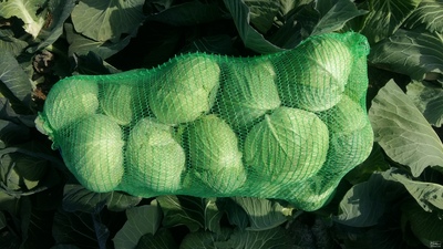 فروش کلم برگ سفید