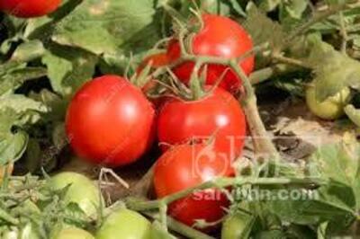 فروش گوجه فرنگی بروبیو