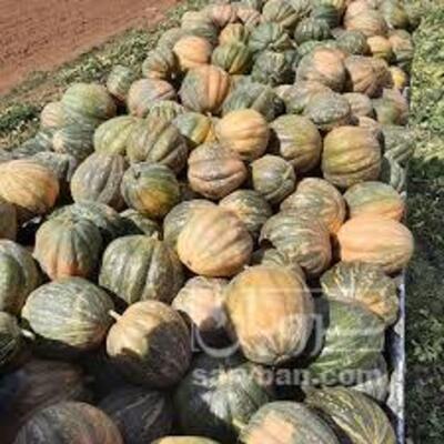 فروش کدوعمانی