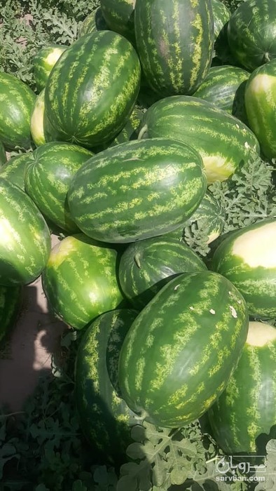 فروش هندوانه بیضی