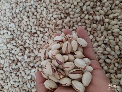 فروش پسته احمد اقایی خام
