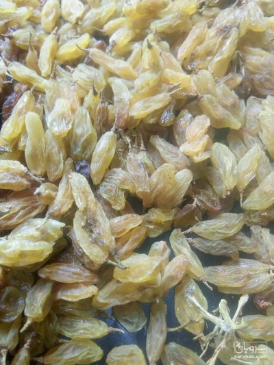 فروش کشمش زرد پیکامی