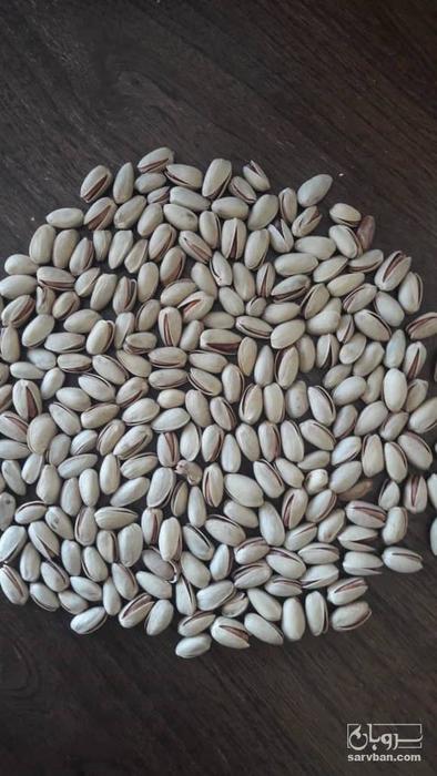 فروش پسته اکبری