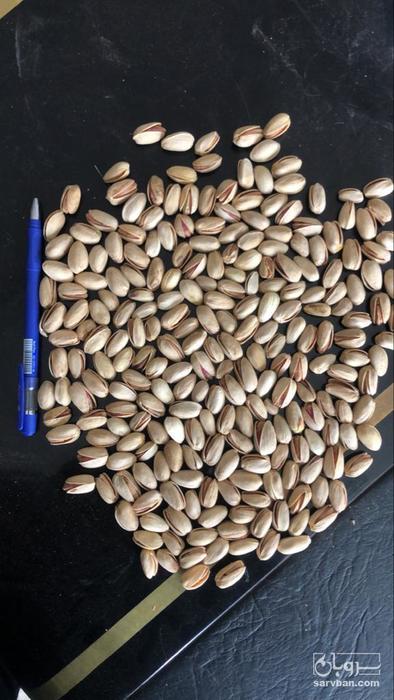 فروش پسته اکبری