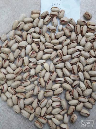 فروش پسته اکبری