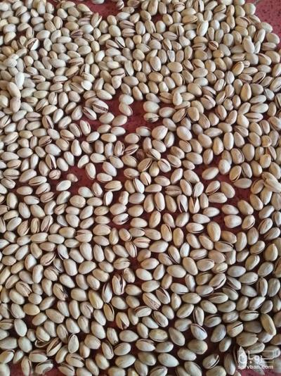 فروش پسته احمد اقایی