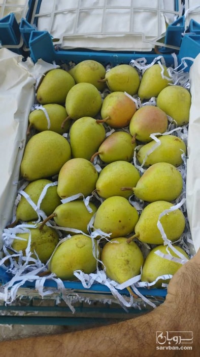 فروش گلابی بیروتی