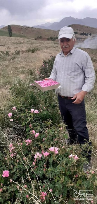 فروش گل محمدی