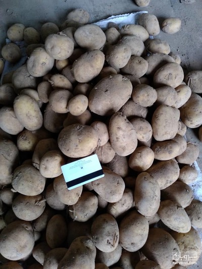 فروش سیب زمینی