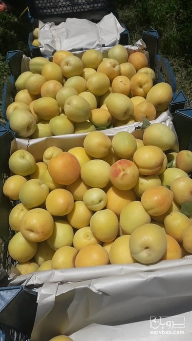 فروش زردآلو