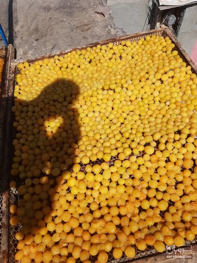 فروش آلو کبرایی