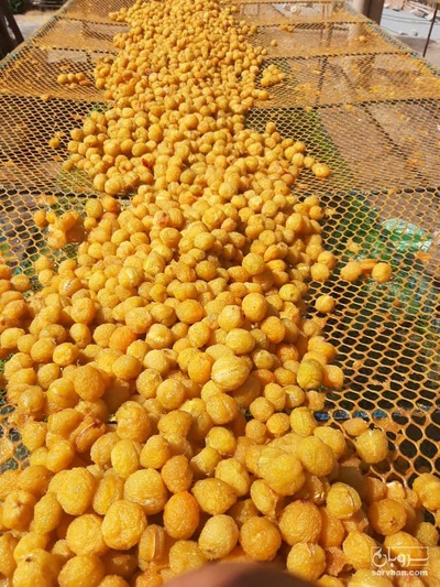 فروش آلو حاجی حسنی