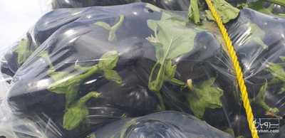 فروش بادمجان دلمه