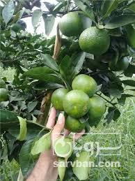 فروش نارنگی