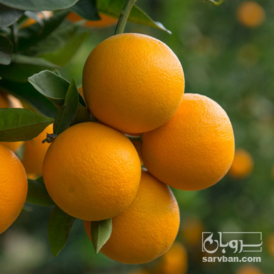 فروش پرتقال