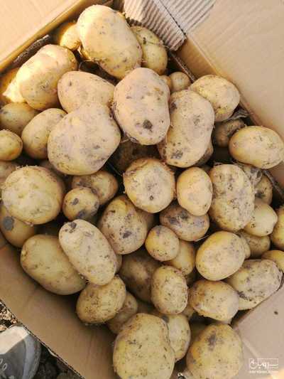 فروش سیب زمینی