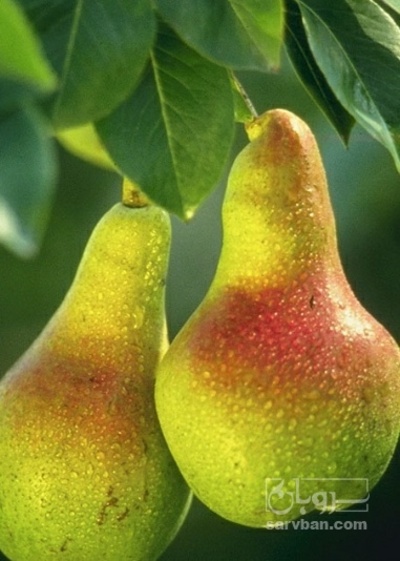 فروش گلابی