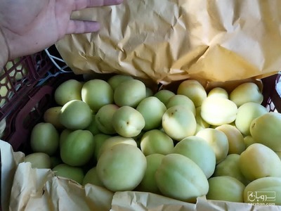 فروش زردآلو