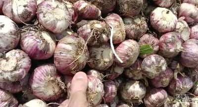 فروش سیر تازه