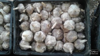 فروش سیر خشک