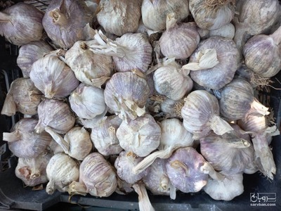 فروش سیر 2