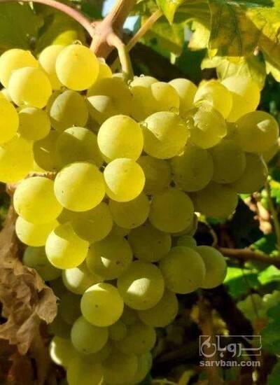 فروش انگور پرلت