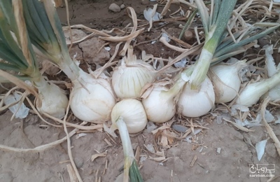 فروش پیاز سفید صادراتی
