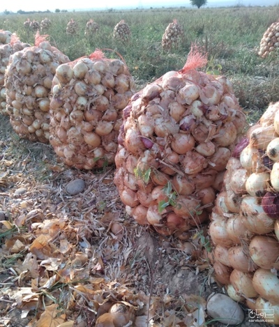 فروش پیاز طلایی