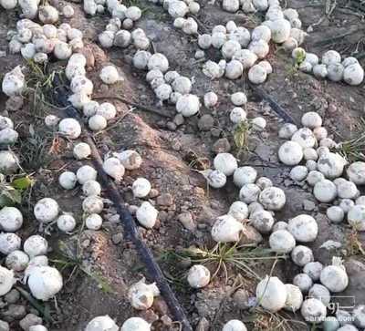 فروش پیاز سفید