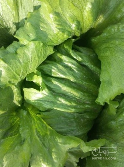 فروش کاهو ایسبرگ - آیسبرگ ماشینی