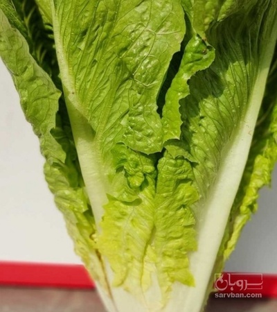 فروش کاهو ایرانی - رومانو ماشینی