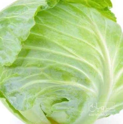 فروش کلم برگی