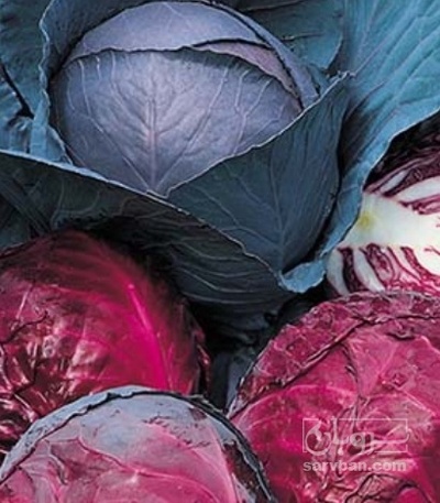 فروش کلم برگی قرمز