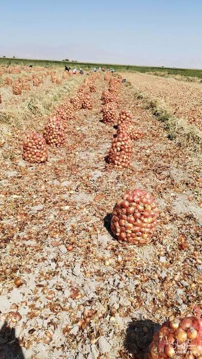 فروش پیاز طلایی