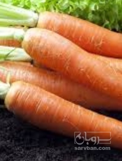 فروش هویج صادراتی