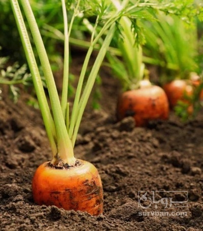 فروش هویج مربایی