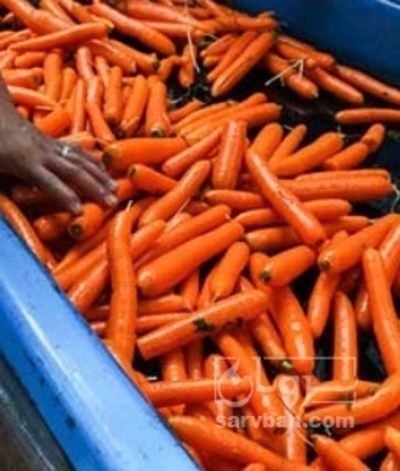 فروش هویج شکسته