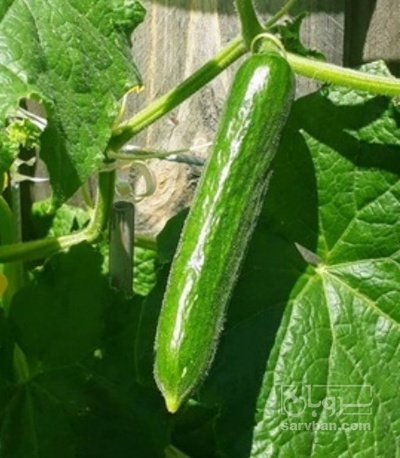 فروش خیار اصلاحی