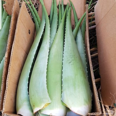 فروش آلوئه ورا