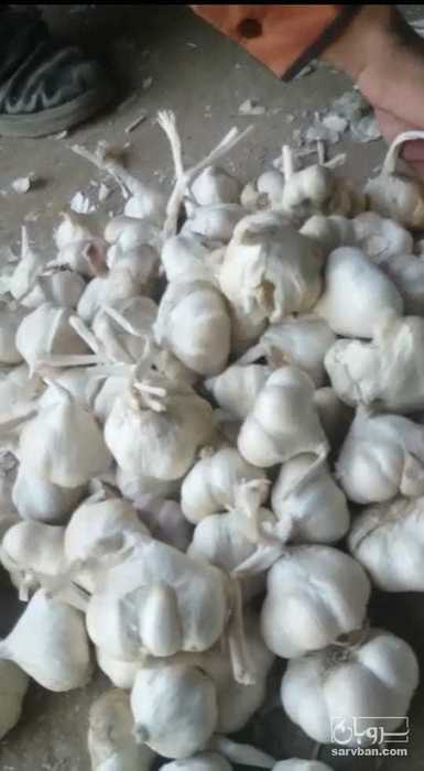فروش سیر 2