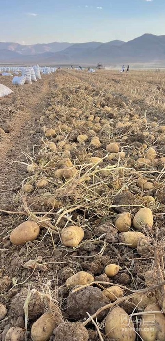 فروش سیب زمینی