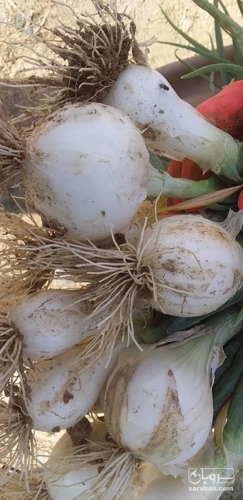 فروش پیاز سفید شیری