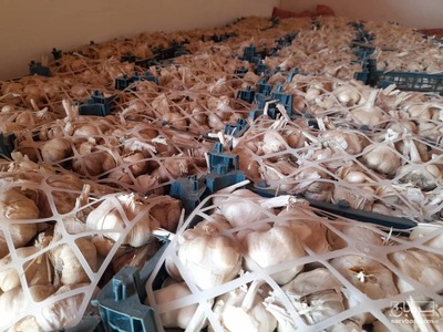 فروش سیر خشک صادراتی