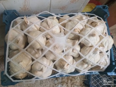 فروش سیر خشک صادراتی