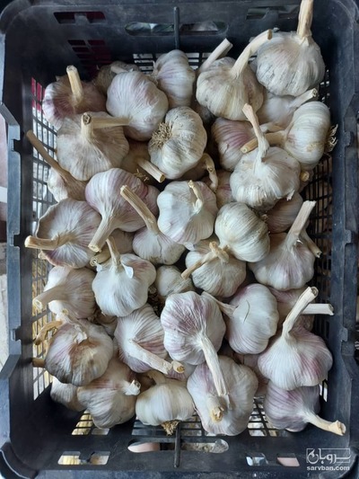 فروش سیر خشک