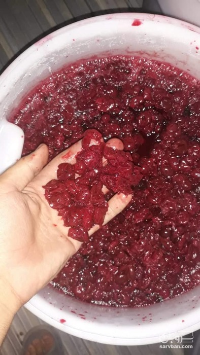 فروش آلبالو بدون هسته غلطکی